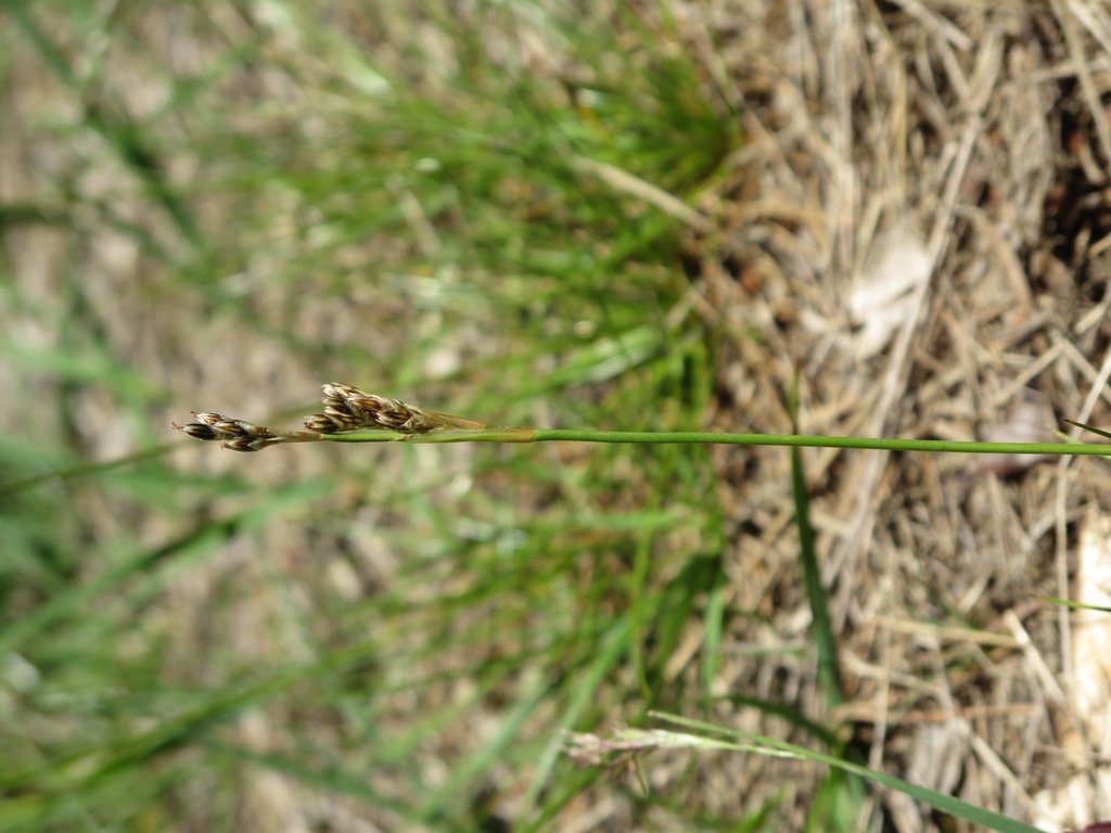 Juncus squarrosus
